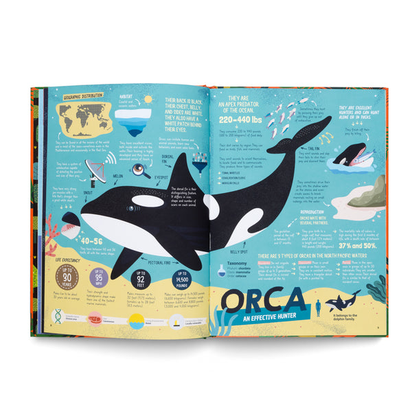 The Hunters- Learn About the Predators of the Animal Kingdom