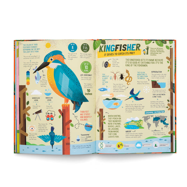 The Hunters- Learn About the Predators of the Animal Kingdom