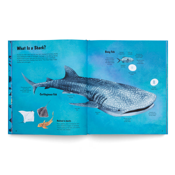The World of Sharks- Get to Know the Fascinating Creatures of the Oceans