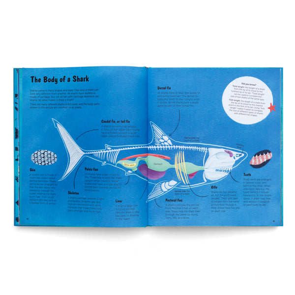 The World of Sharks- Get to Know the Fascinating Creatures of the Oceans