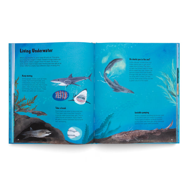 The World of Sharks- Get to Know the Fascinating Creatures of the Oceans