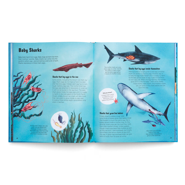 The World of Sharks- Get to Know the Fascinating Creatures of the Oceans