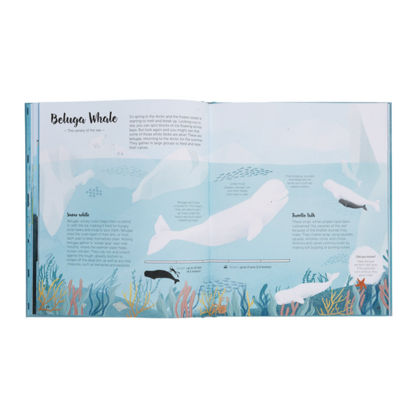 The World Of Whales- Get to Know the Giants of the Ocean